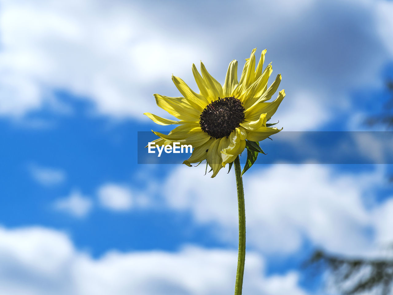 flower, flowering plant, plant, freshness, beauty in nature, cloud, sky, yellow, flower head, nature, fragility, inflorescence, growth, petal, close-up, blue, field, no people, focus on foreground, springtime, outdoors, low angle view, sunflower, plant stem, environment, sunlight, day, macro photography, summer, vibrant color, landscape, pollen, botany, meadow, copy space, selective focus, sepal, blossom