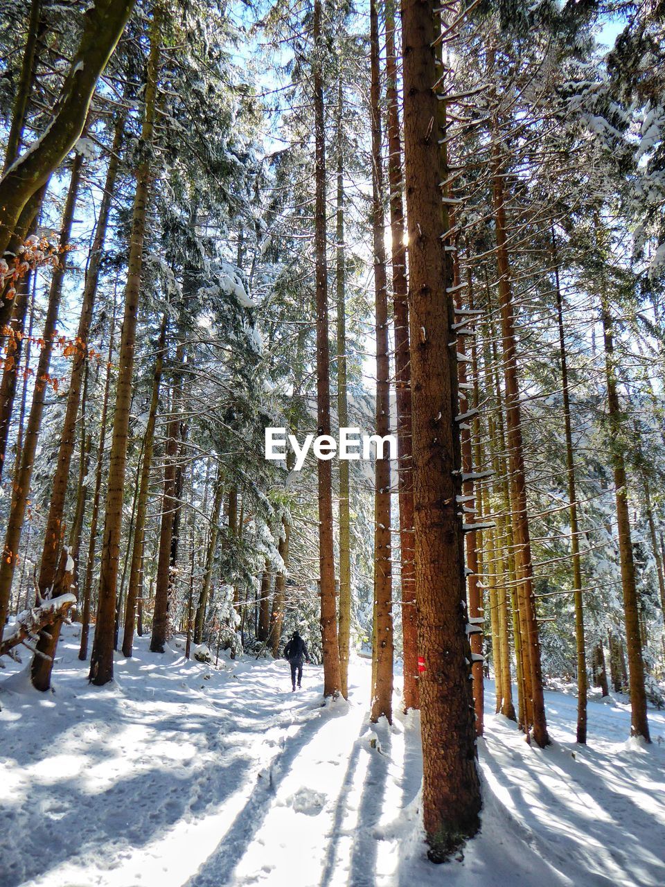 Trees growing in snow covered forest