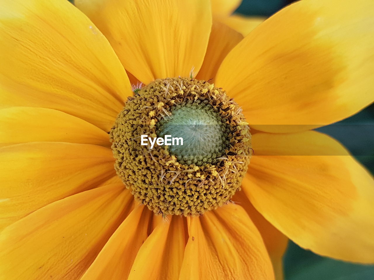 CLOSE-UP OF FRESH YELLOW SUNFLOWER BLOOMING IN PARK