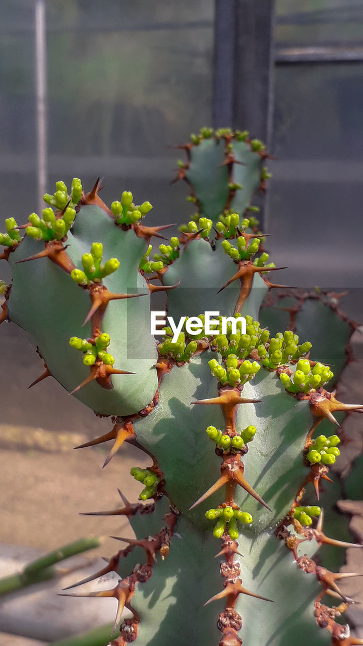 CLOSE-UP OF POTTED PLANT