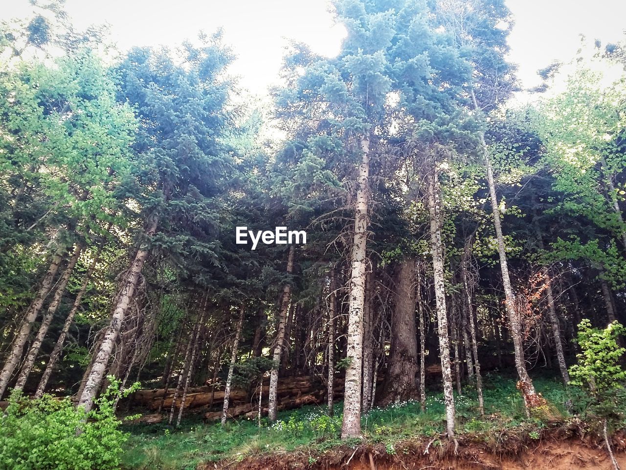 LOW ANGLE VIEW OF TREES IN FOREST