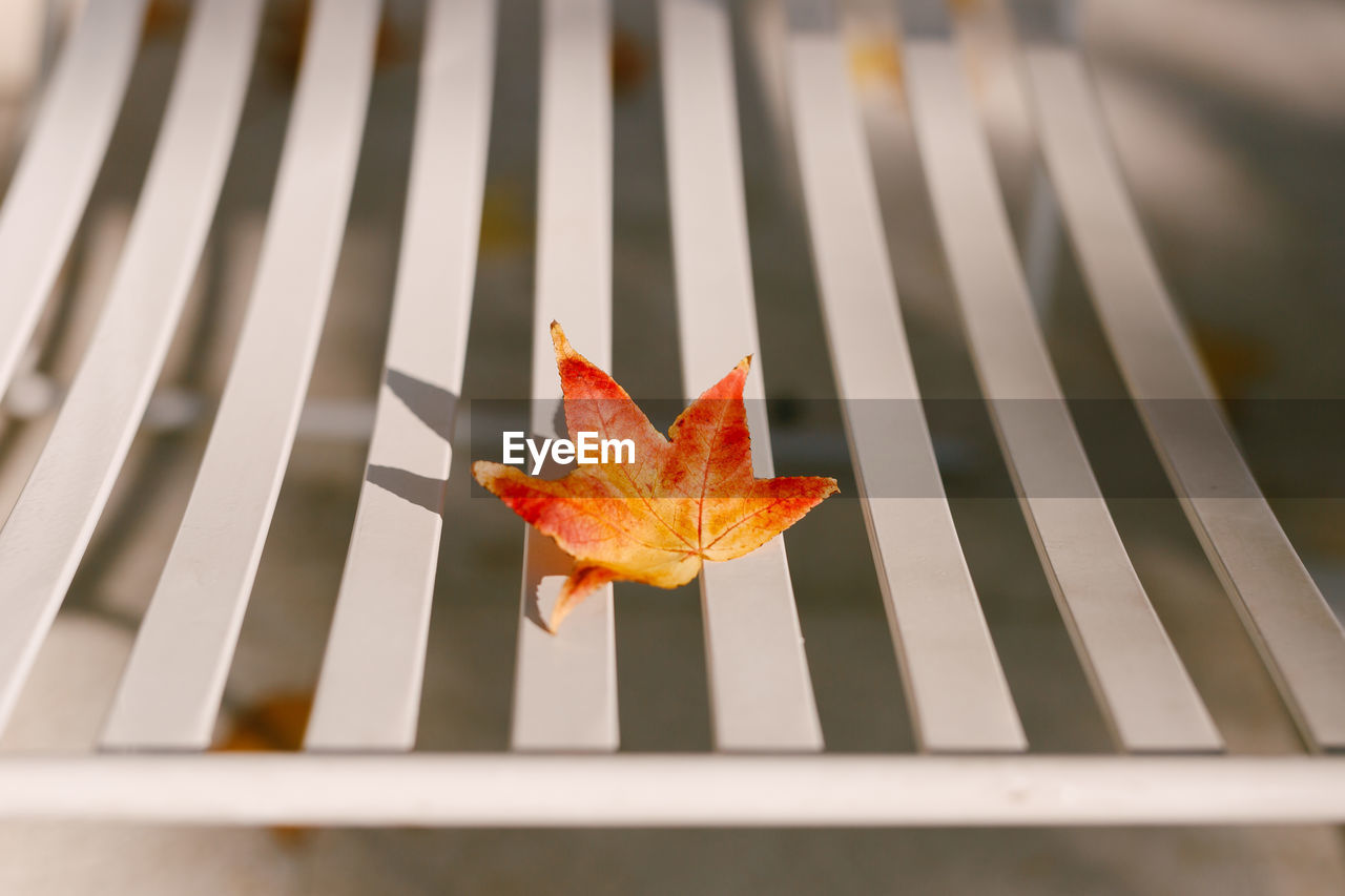 CLOSE-UP OF ORANGE MAPLE LEAVES ON METAL