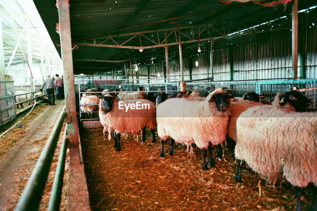 Flock of sheep in a barn
