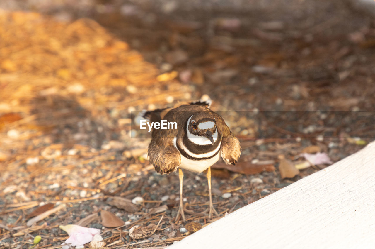 animal, animal themes, bird, animal wildlife, close-up, nature, no people, wildlife, land, day, one animal, leaf, outdoors, focus on foreground, sunlight