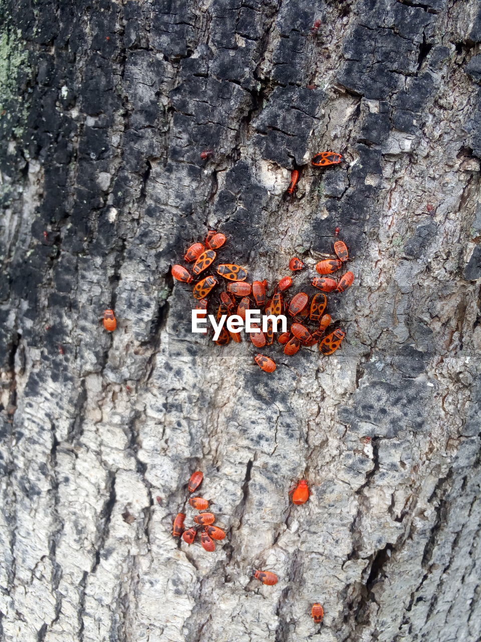 CLOSE-UP OF TREE TRUNK