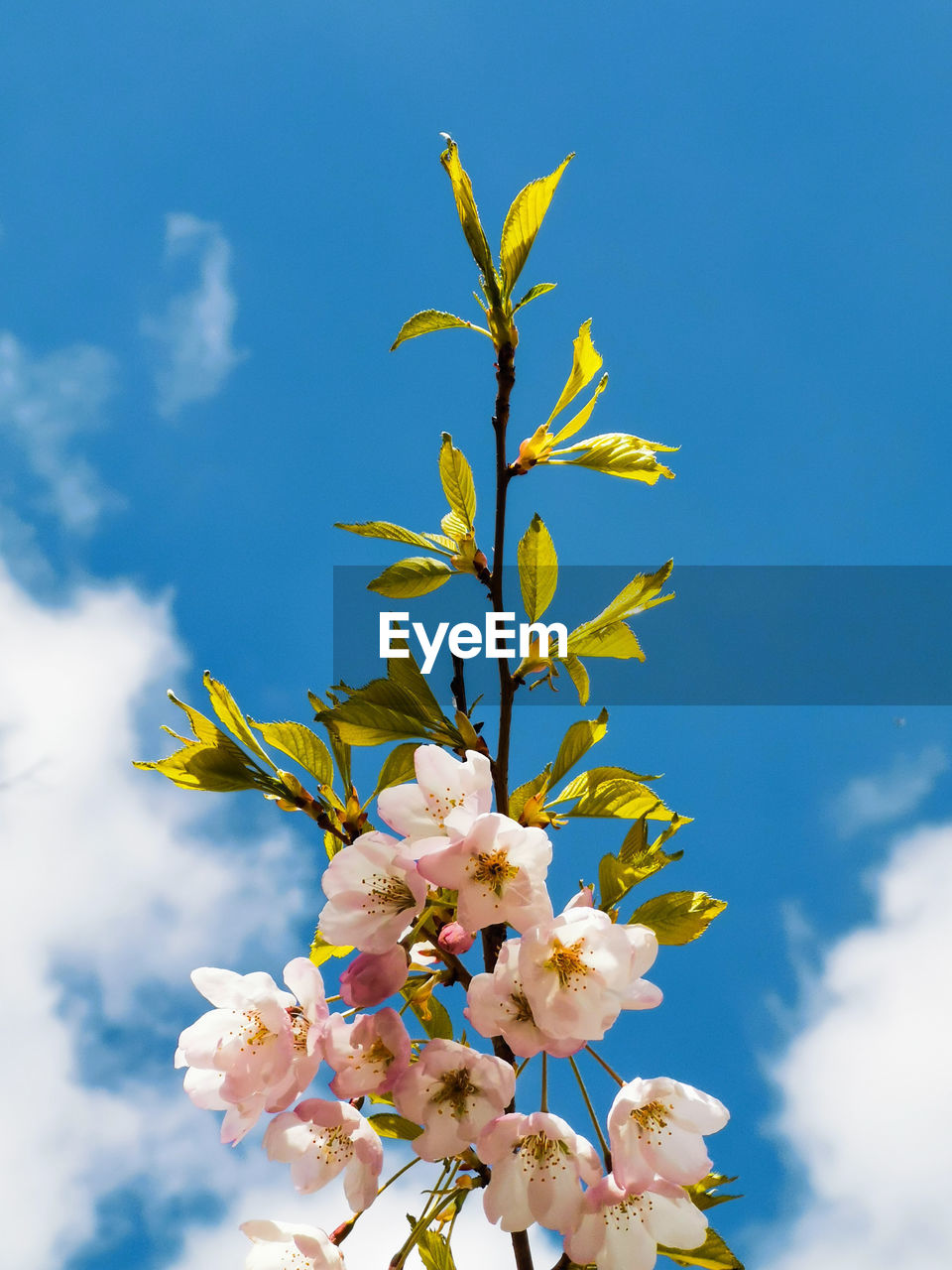 Low angle view of flowering plant against blue sky