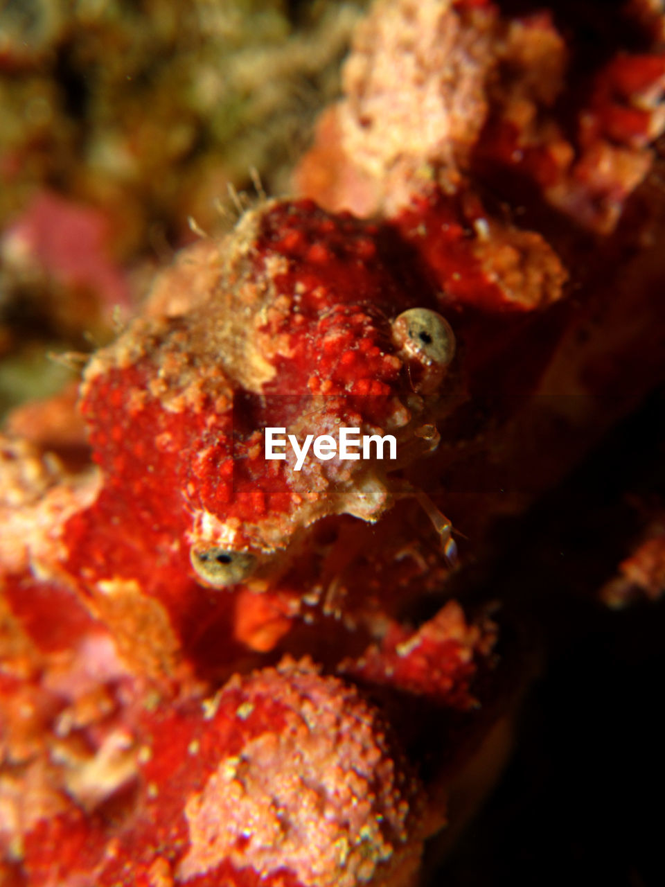 CLOSE UP OF FISH UNDERWATER