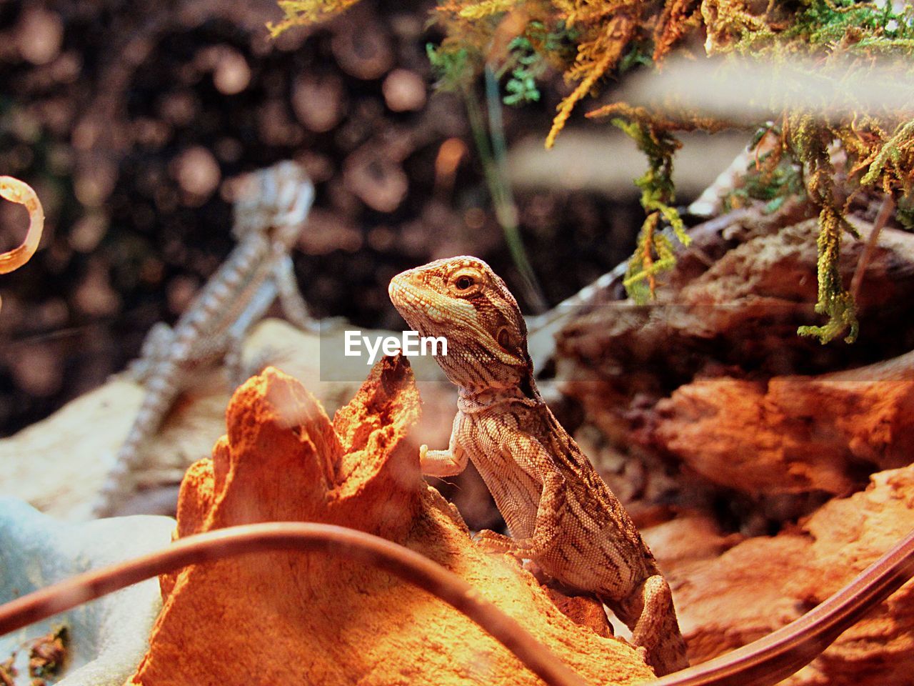 CLOSE-UP OF LIZARD