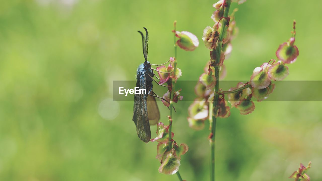 CLOSE-UP OF INSECTS ON PLANT