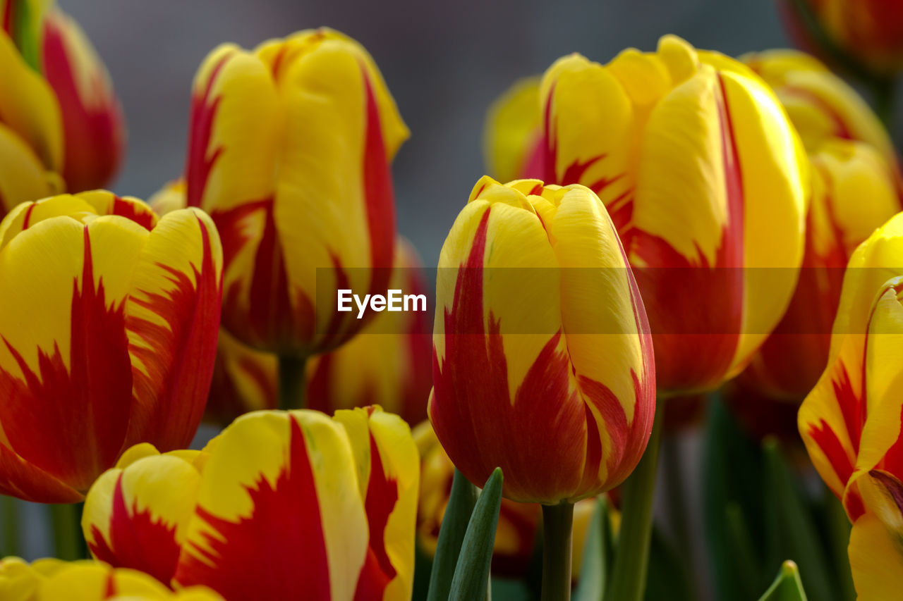 CLOSE-UP OF YELLOW TULIPS IN BLOOM