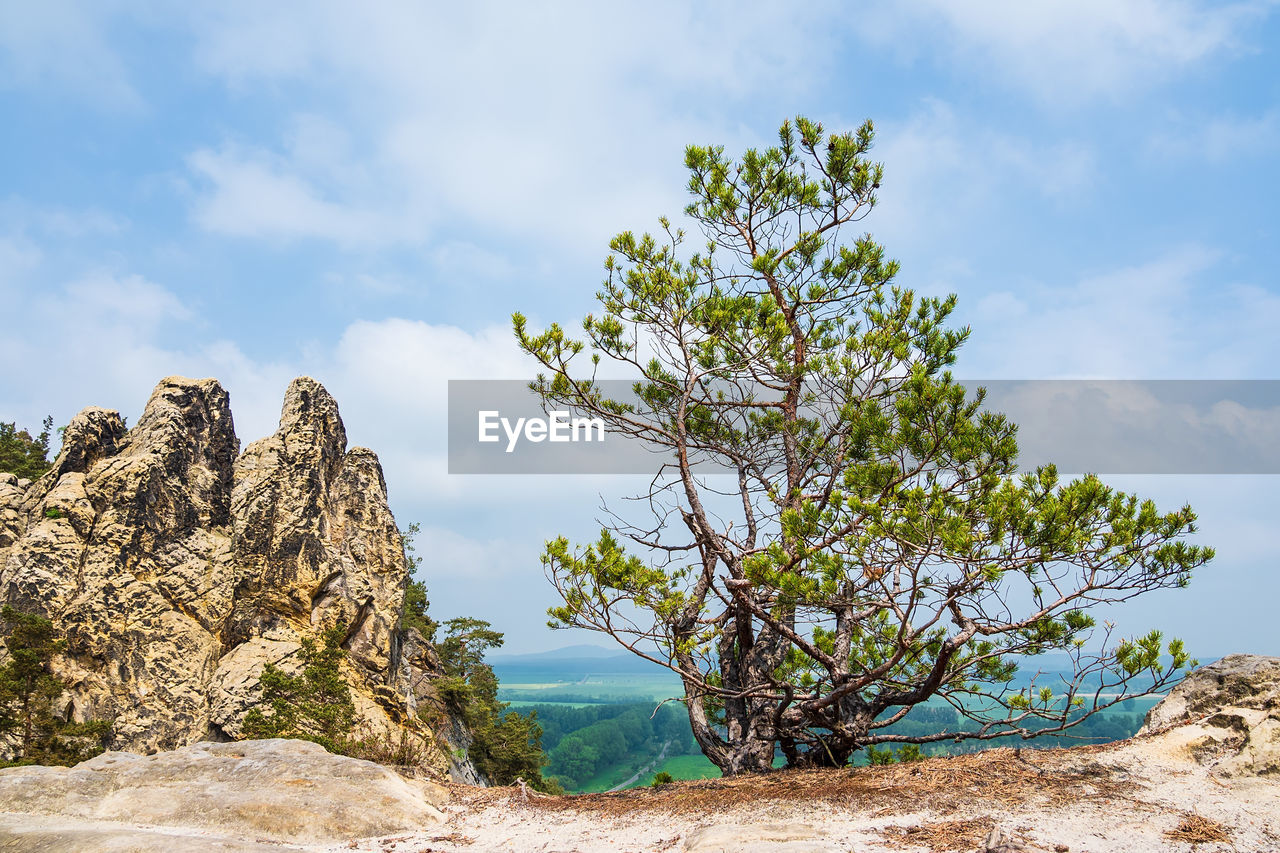 Tree by rock formations against sky