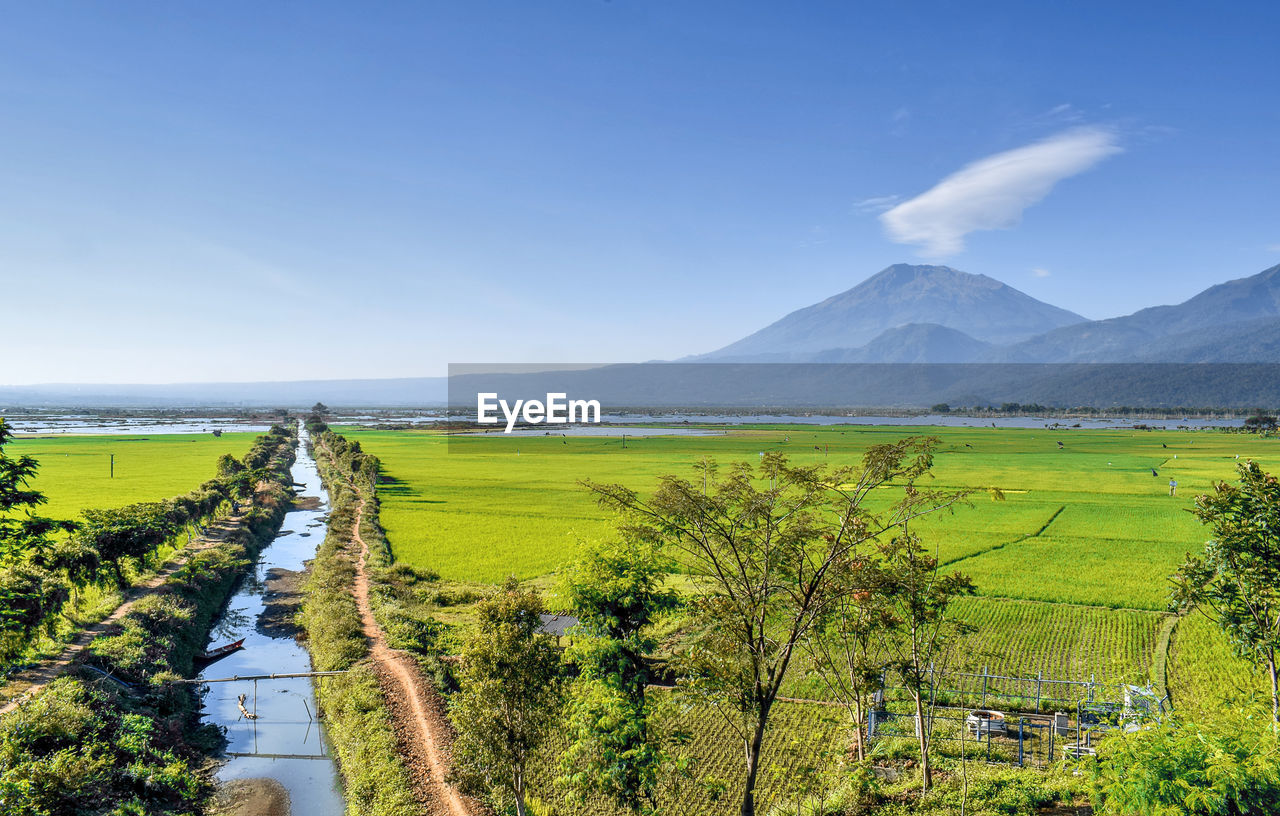 Scenic view of agricultural field against sky