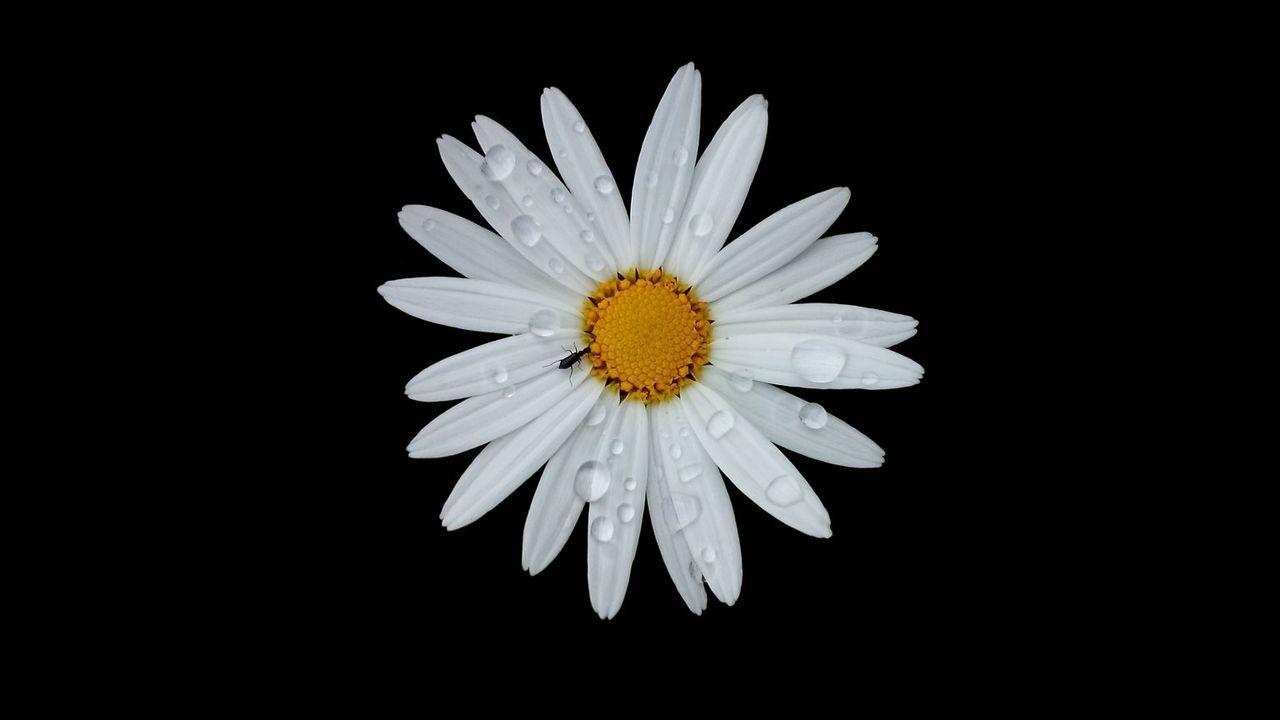 CLOSE-UP OF WHITE DAISY FLOWERS