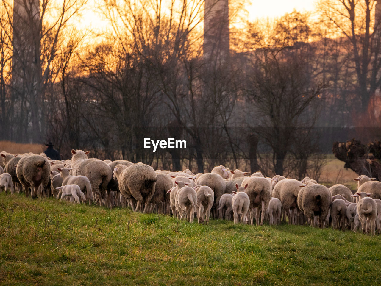 VIEW OF SHEEP ON FIELD AGAINST TREES