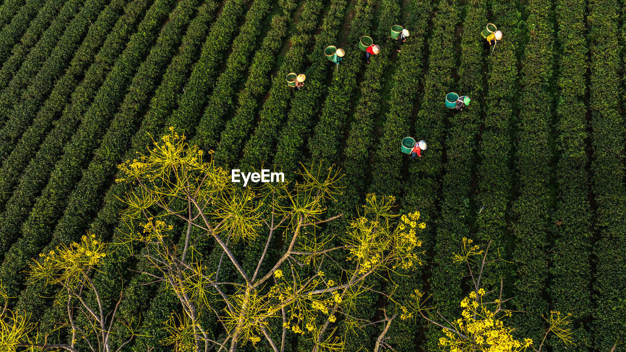 plant, growth, land, field, agriculture, green, nature, landscape, beauty in nature, rural scene, flower, crop, tree, farm, scenics - nature, environment, high angle view, yellow, tranquility, day, no people, tranquil scene, meadow, outdoors, leaf, freshness, plantation, grass, shrub, rapeseed, flowering plant, sunlight, abundance, aerial view, idyllic, food and drink, lush foliage, foliage, non-urban scene, forest