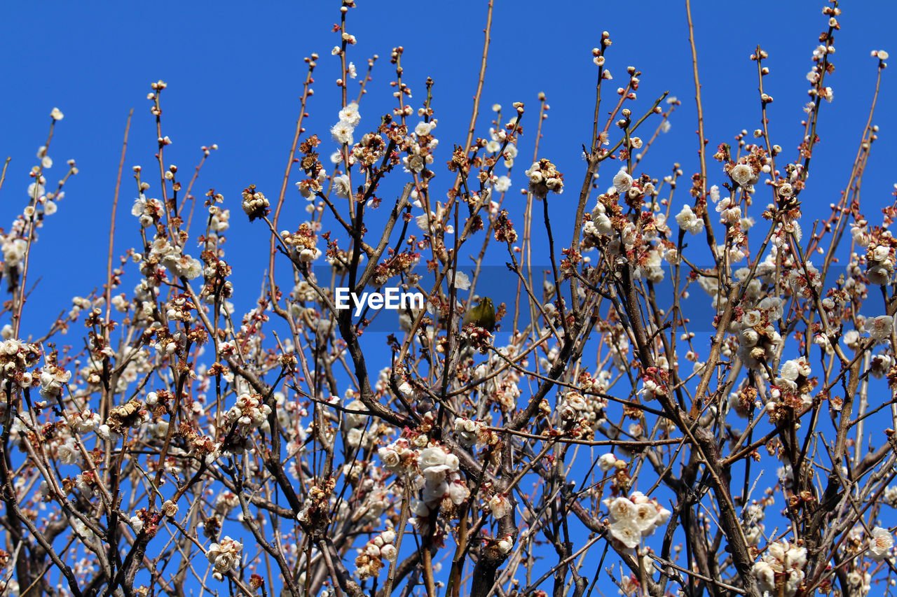 LOW ANGLE VIEW OF CHERRY BLOSSOMS AGAINST BLUE SKY