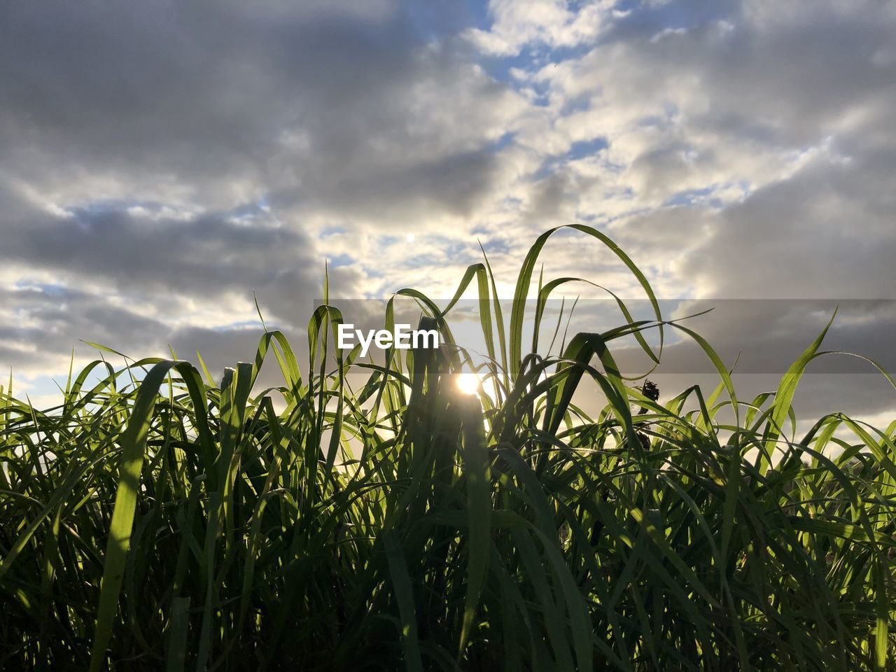 Close-up of crops growing on field against sky