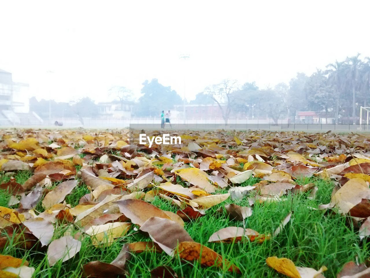 Surface level of dry leaves on ground