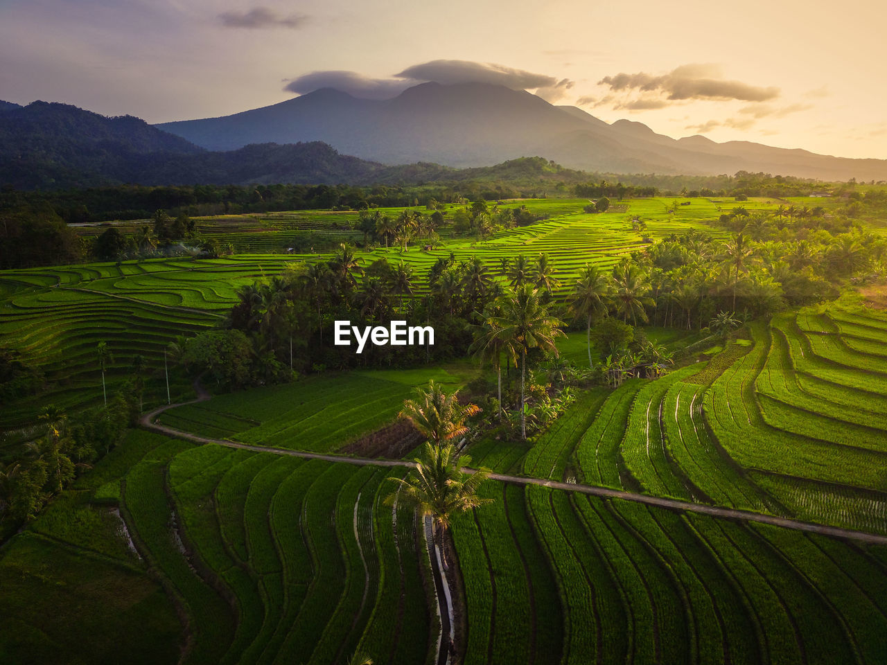 Aerial view of asia in indonesian rice fields with mountains at sunrise