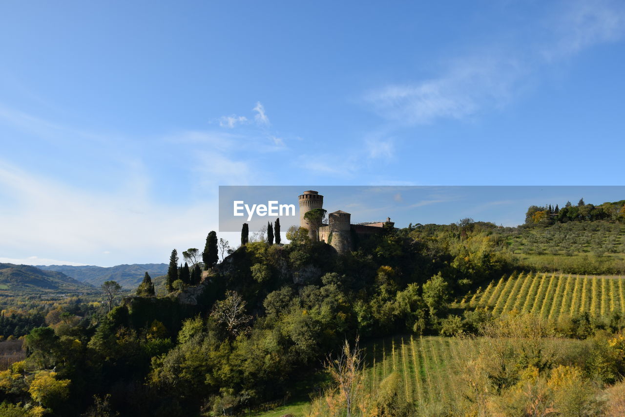 PANORAMIC SHOT OF PLANTS ON LAND AGAINST SKY