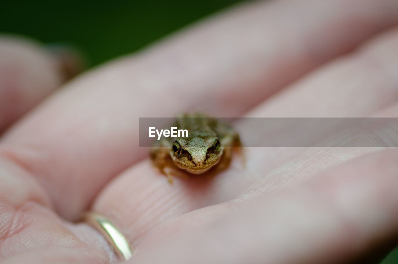 Cropped hand holding frog