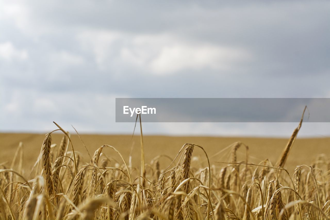 Close-up of wheat growing on farm against cloudy sky