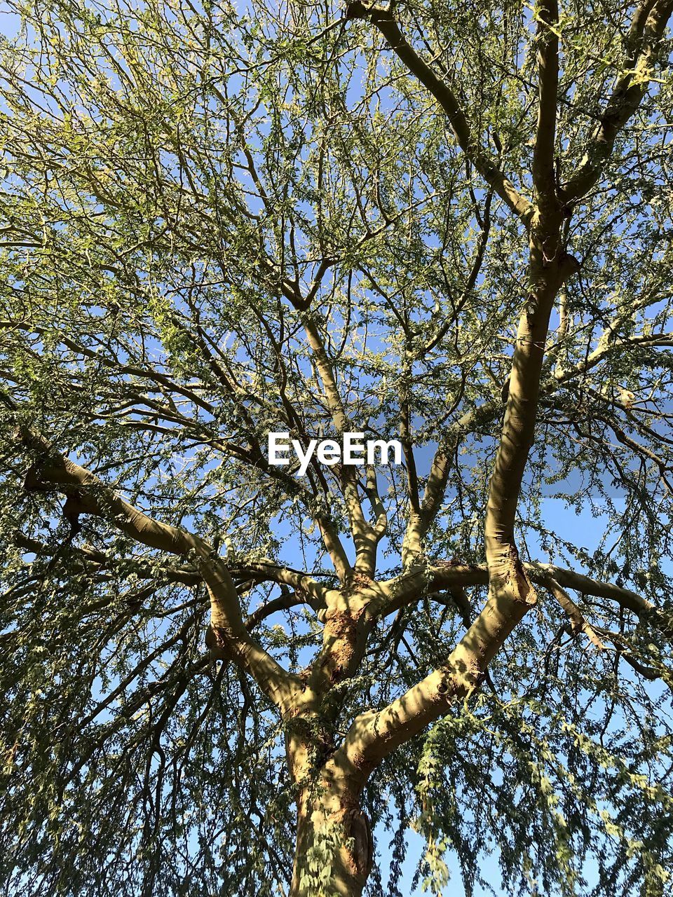 LOW ANGLE VIEW OF TREES IN FOREST AGAINST SKY