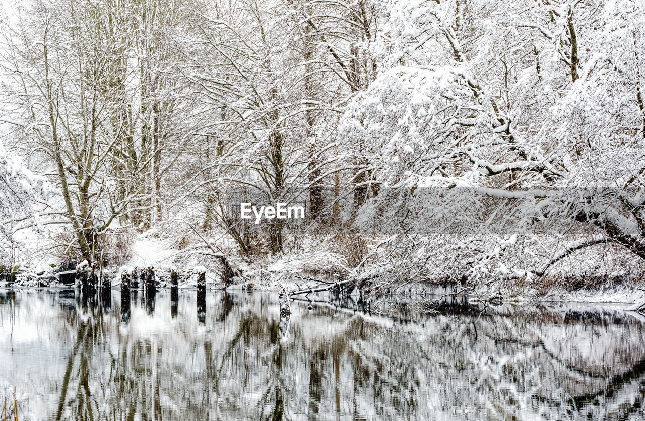 Frozen lake against bare trees during winter