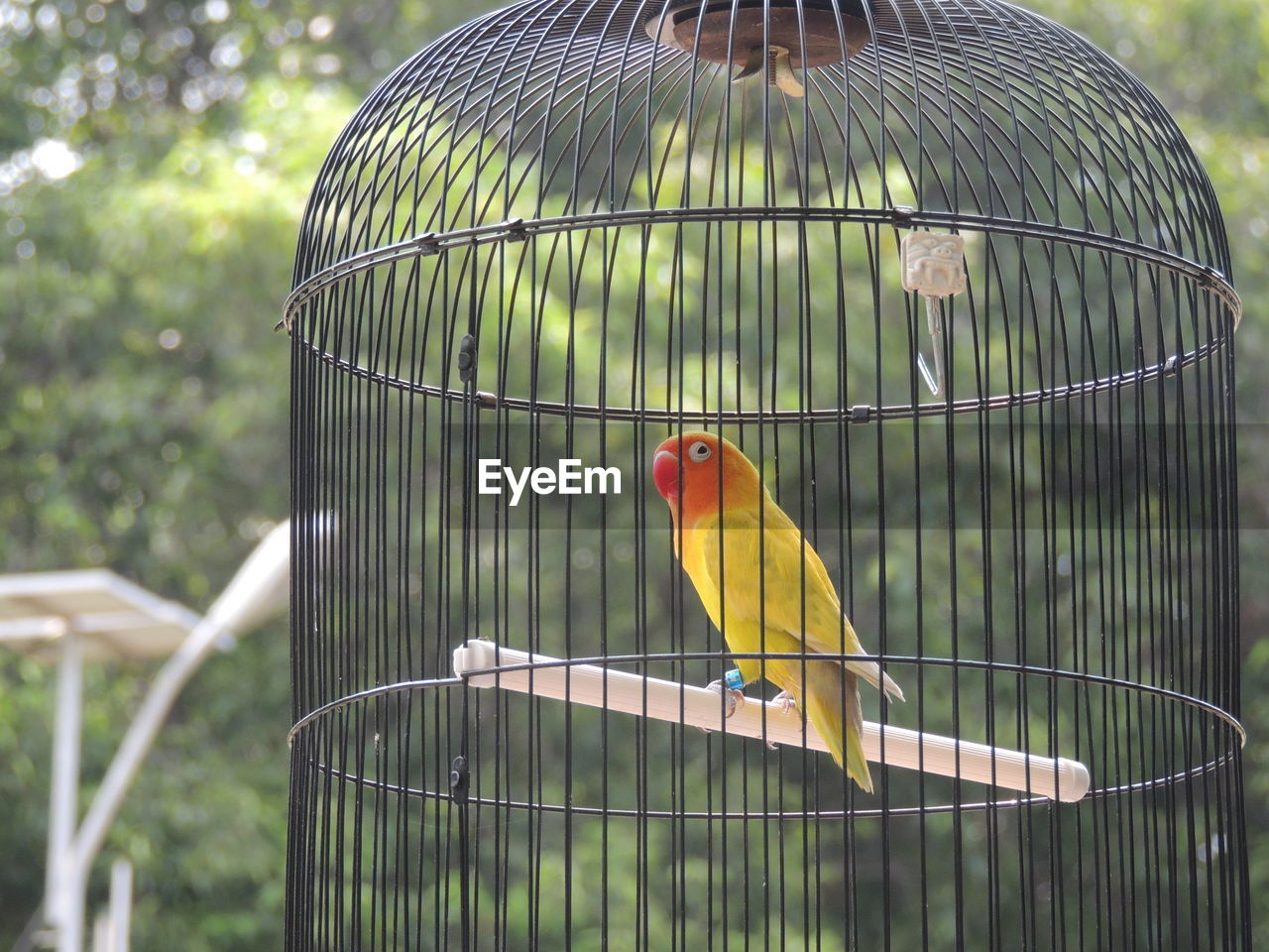 View of bird in cage