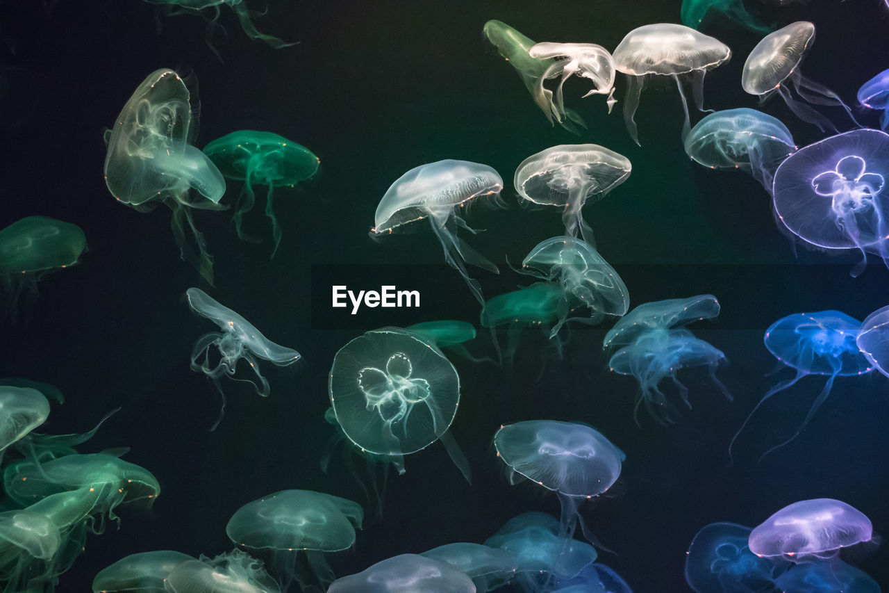 jellyfish, animal, wildlife, animal wildlife, animal themes, group of animals, sea, underwater, marine, sea life, nature, water, marine biology, swimming, marine invertebrates, no people, blue, large group of animals, beauty in nature, floating on water, animals in captivity, black background, aquarium, floating, transparent, tank, outdoors, undersea, motion, environment, smooth