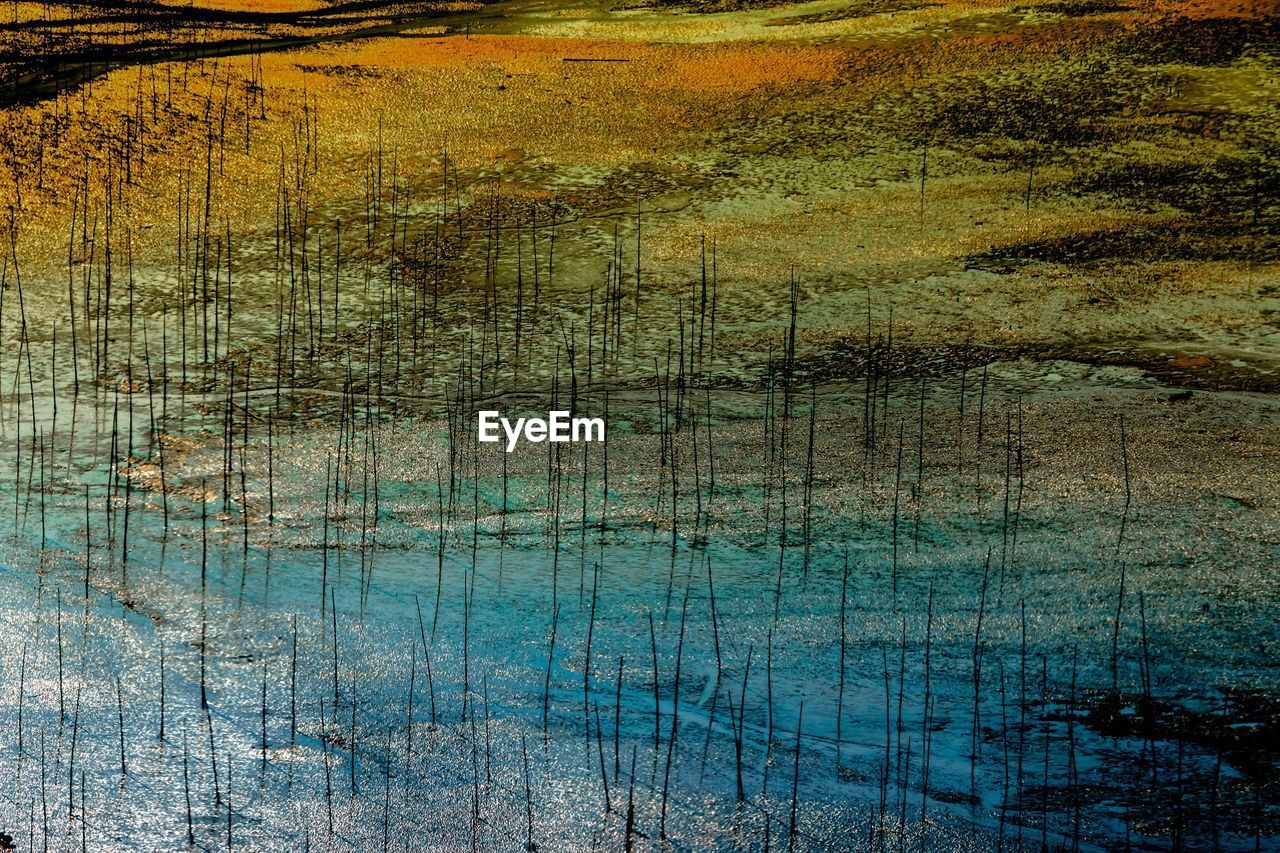 High angle view of plants in lake