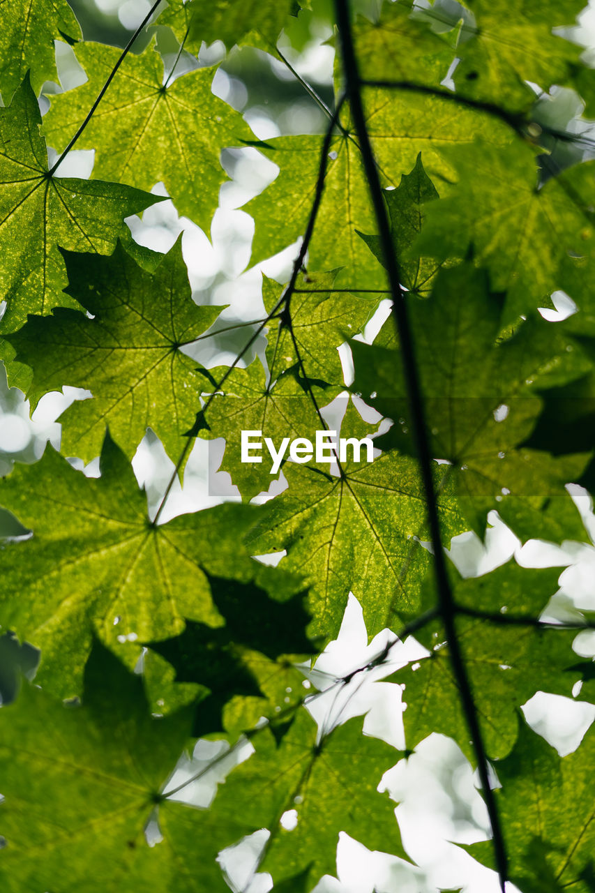 CLOSE-UP OF LEAVES ON TREE