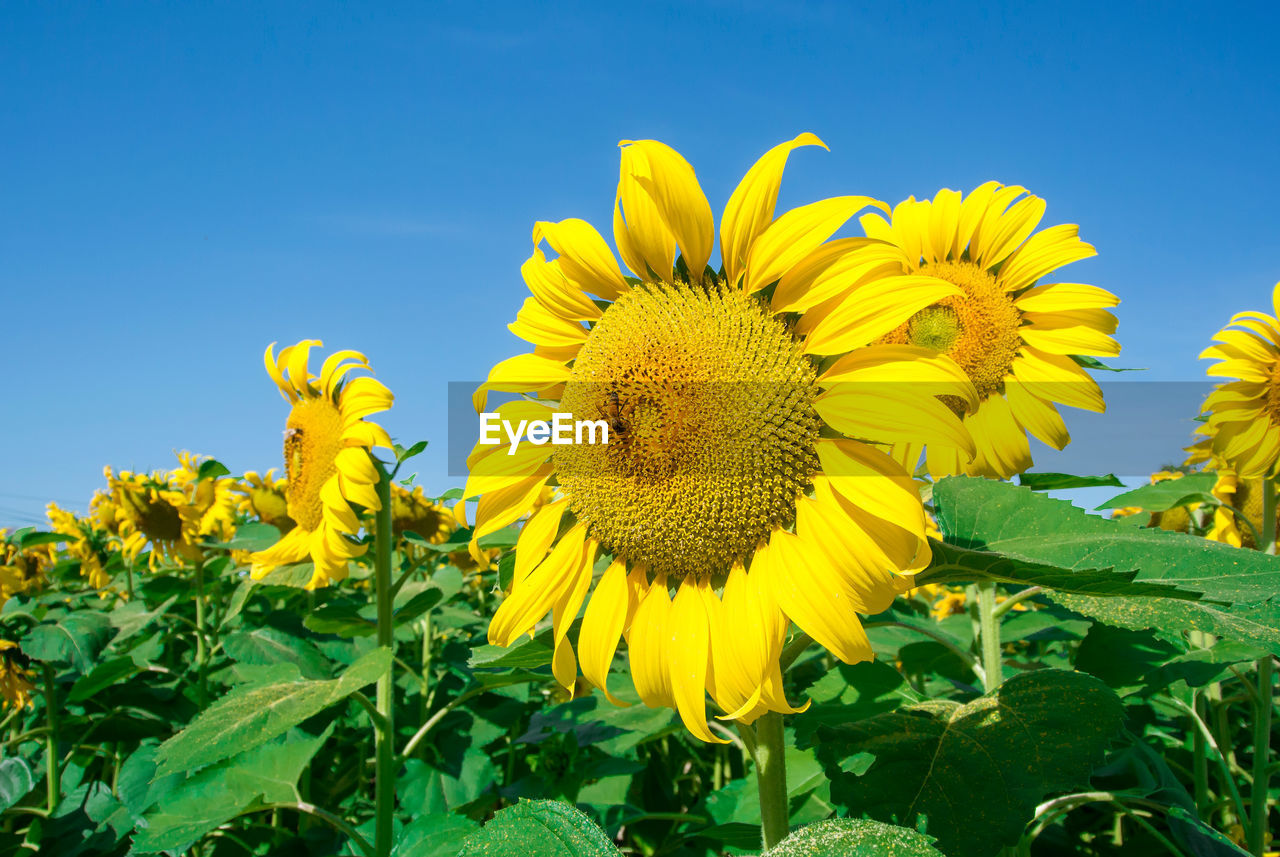 Close-up of fresh sunflower field against clear blue sky