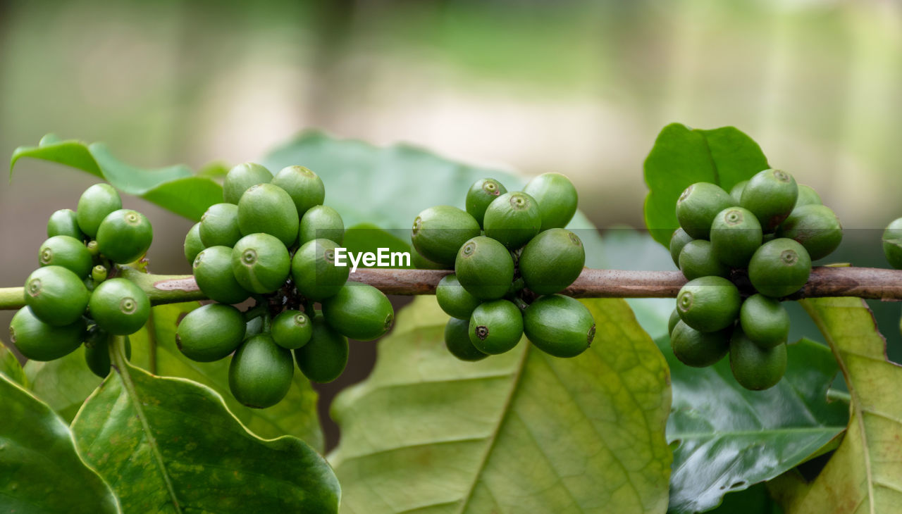 CLOSE-UP OF FRESH FRUITS ON TREE