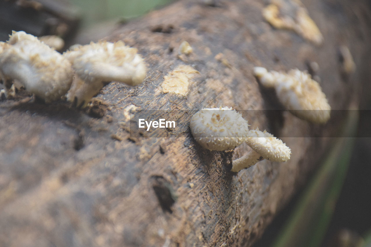 CLOSE-UP OF CRAB ON ROCK