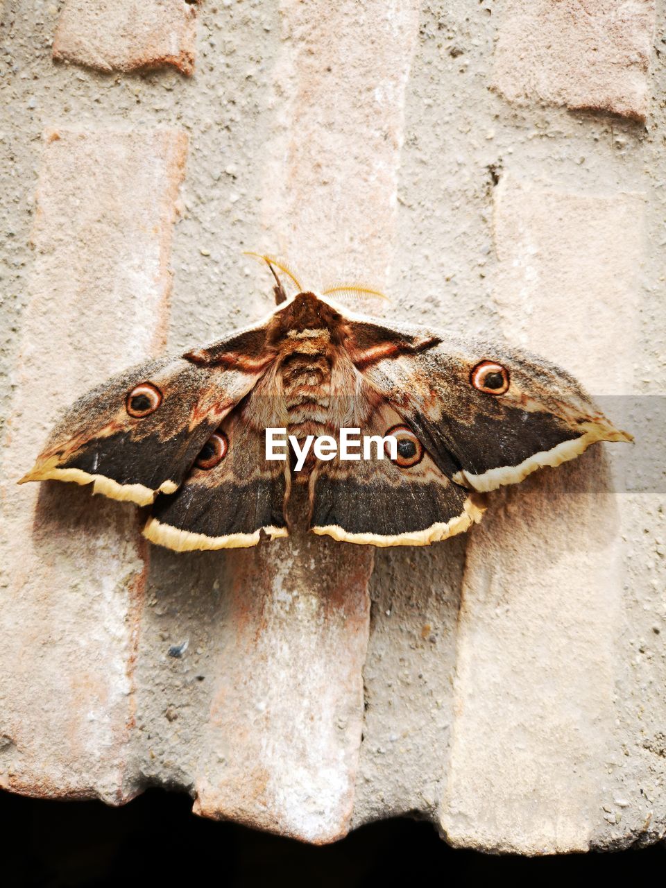 CLOSE-UP OF A BUTTERFLY