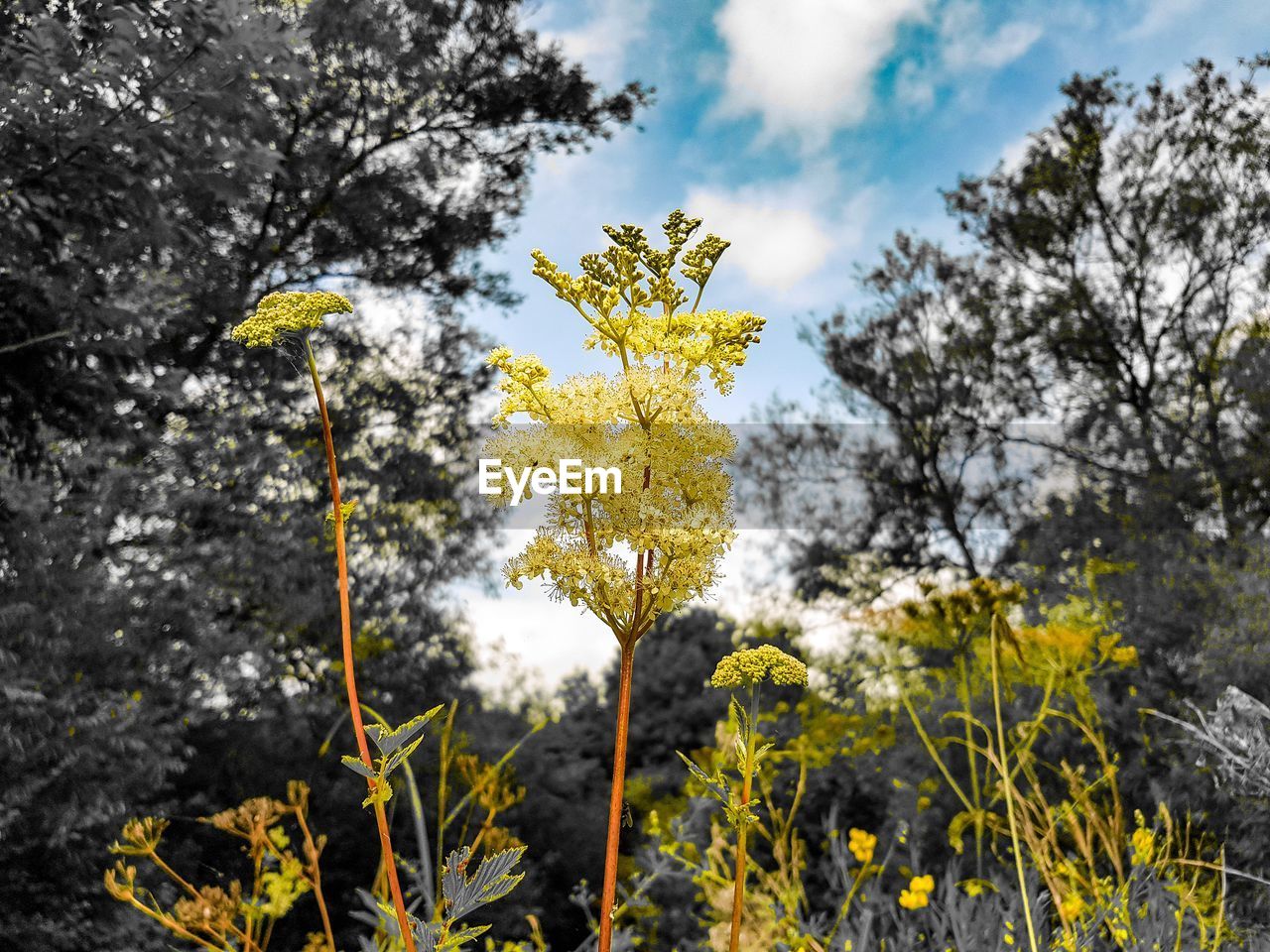 CLOSE-UP OF YELLOW FLOWERING PLANTS ON LAND