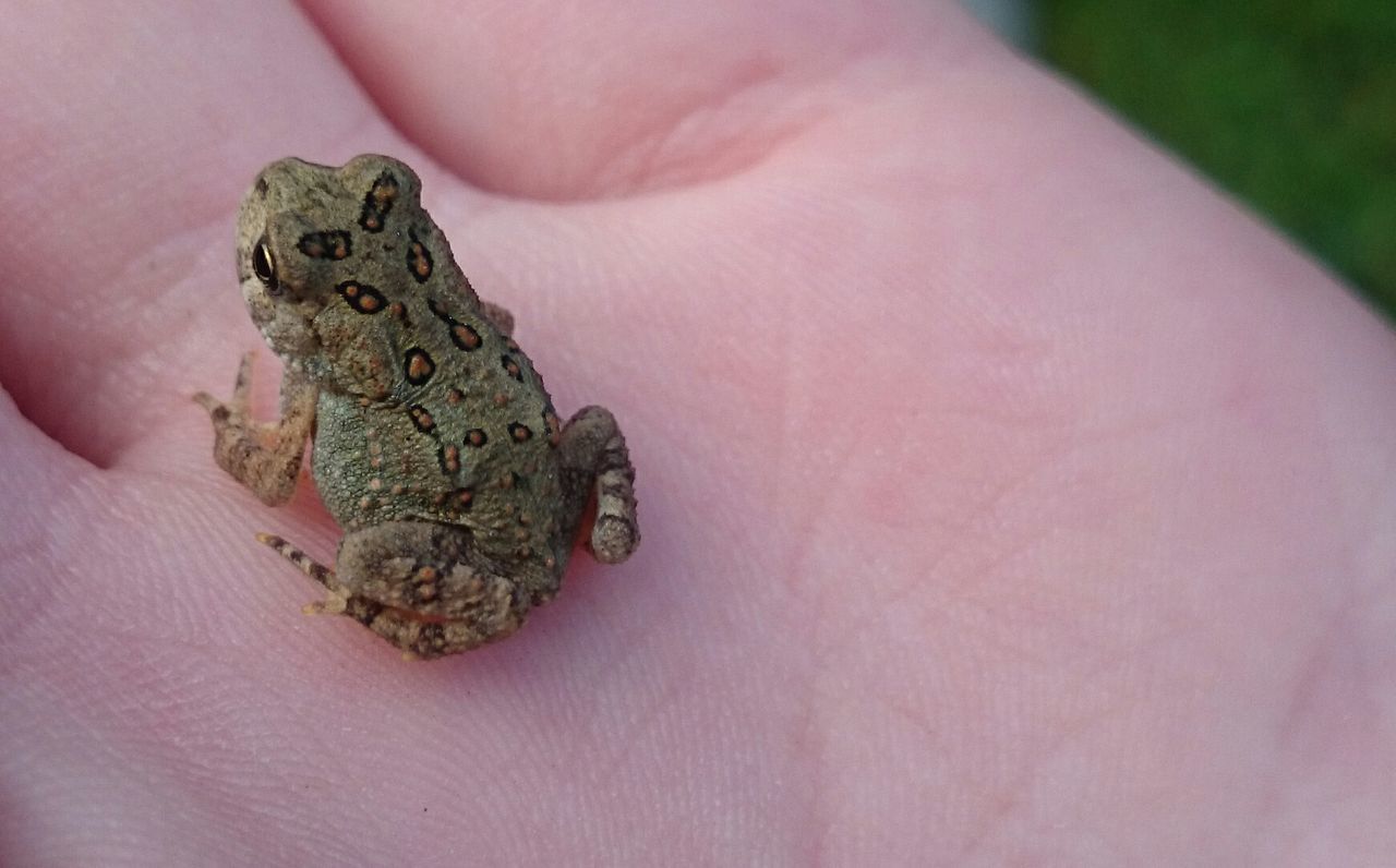 Cropped image of hand holding small frog