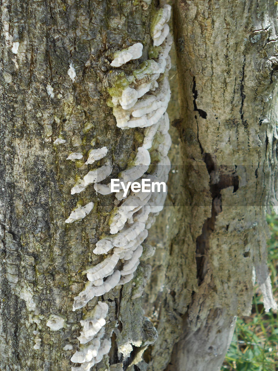 CLOSE-UP OF LICHEN TREE TRUNK