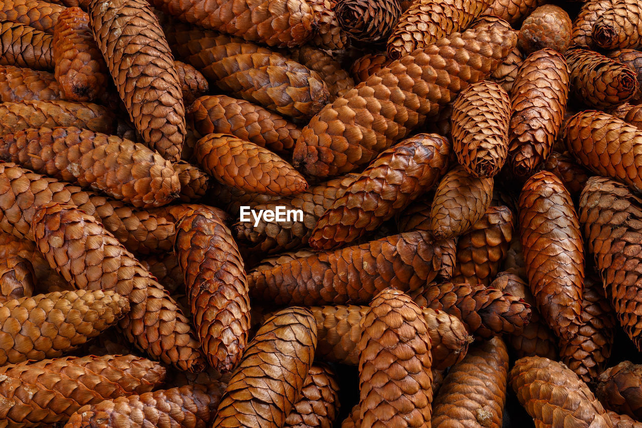 Pile of fir cones - full frame close-up spruce background