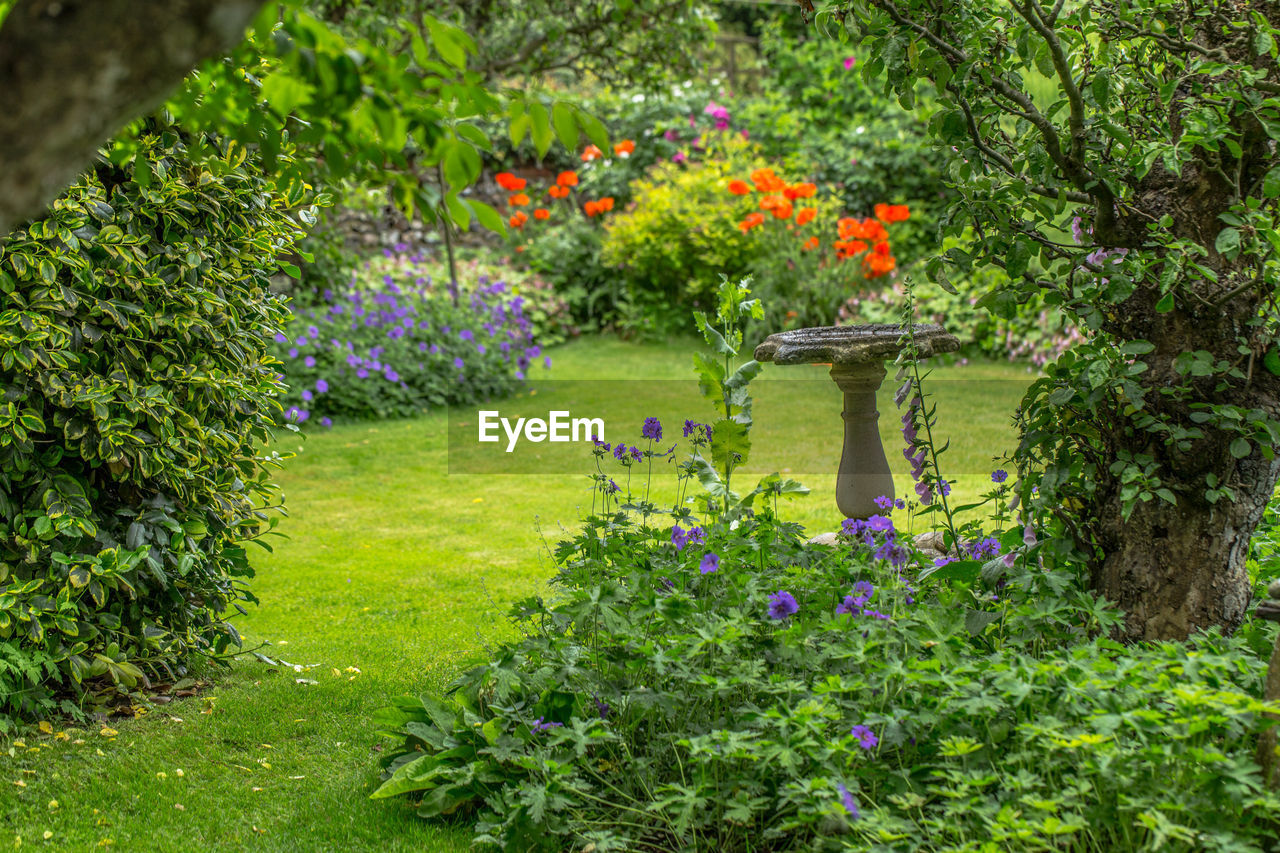 Flowers growing on tree