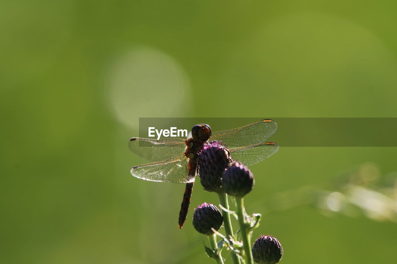 Close-up of dragonfly on purple flower