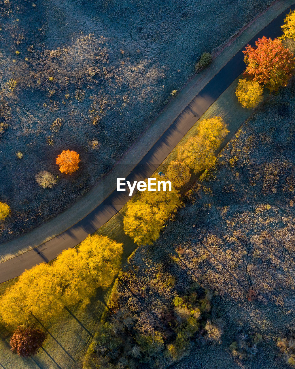 HIGH ANGLE VIEW OF YELLOW FLOWERING PLANTS ON STREET