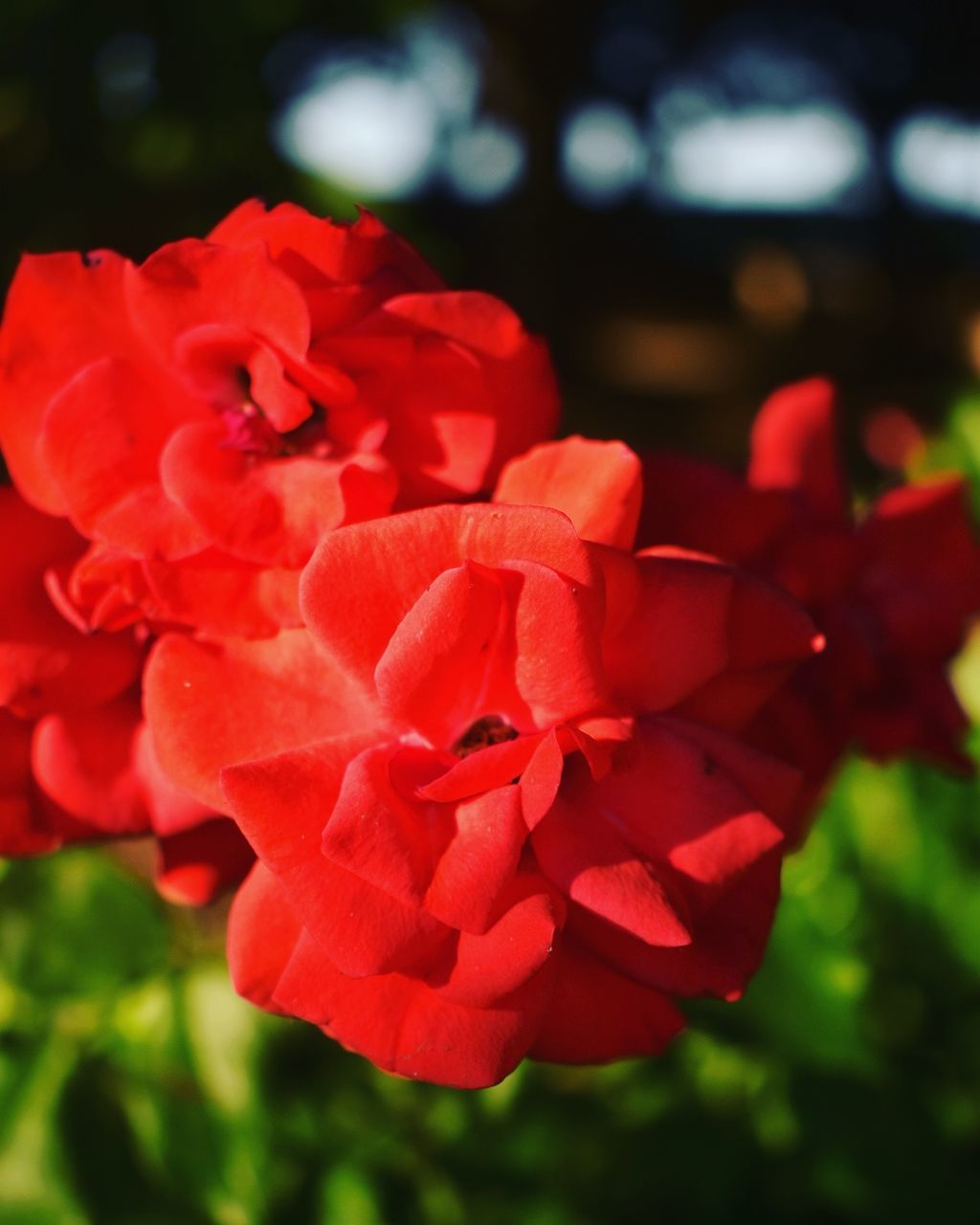 CLOSE-UP OF RED FLOWER BLOOMING