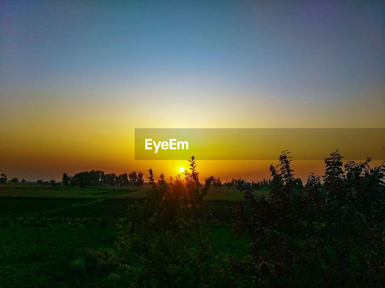 PLANTS ON FIELD AGAINST SKY DURING SUNSET