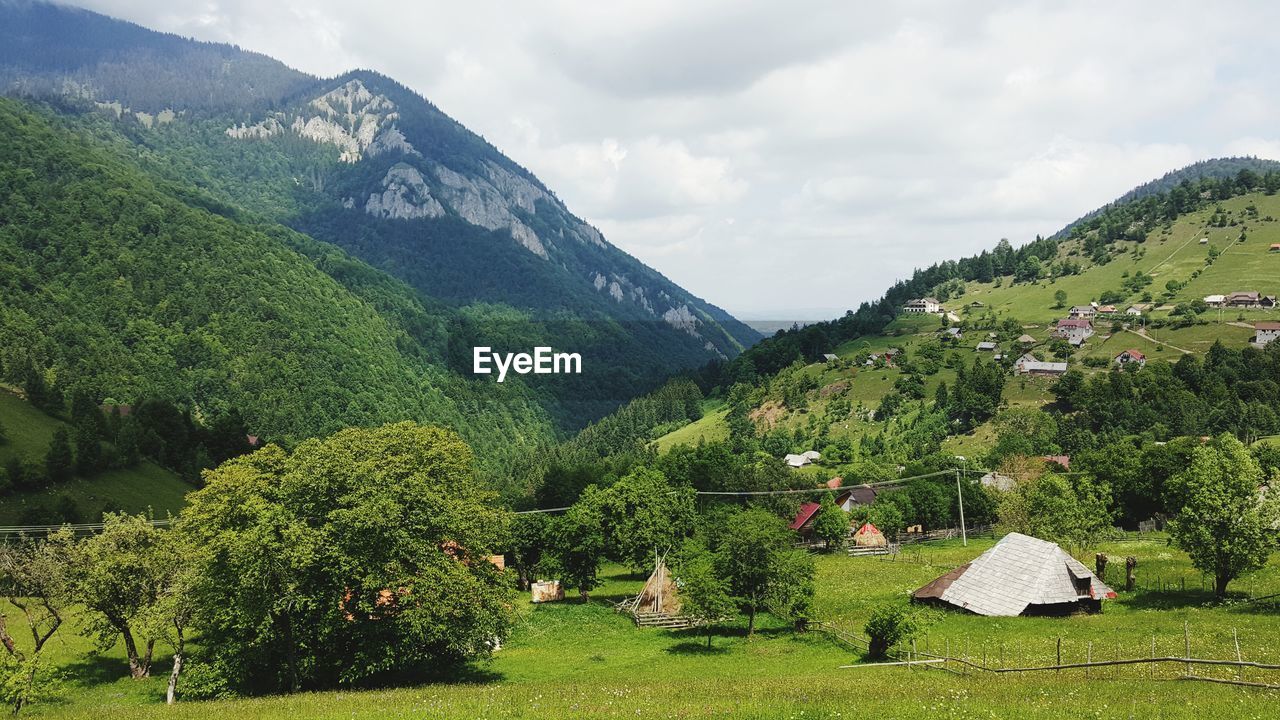 PANORAMIC SHOT OF TREES AND PLANTS AGAINST MOUNTAINS