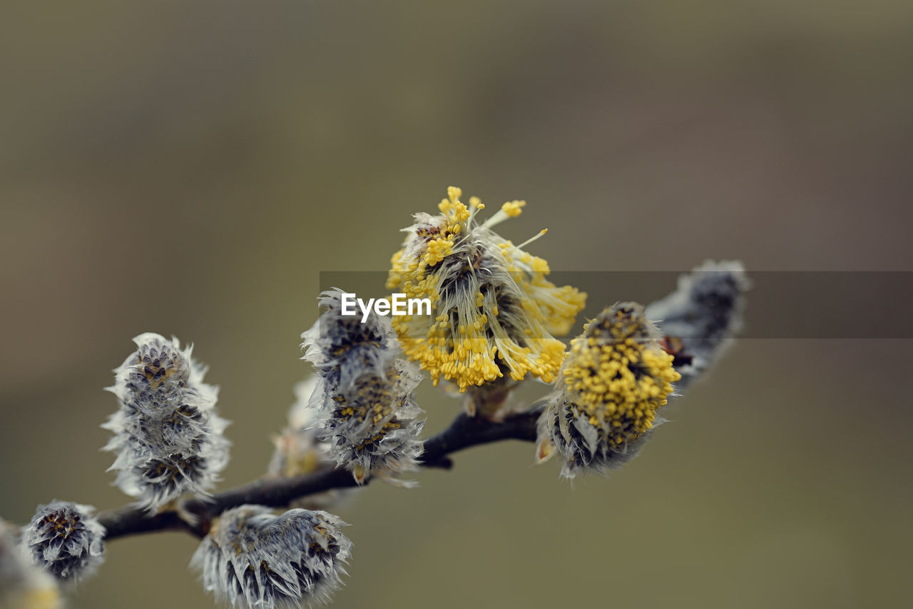 Close-up of yellow flowering plant