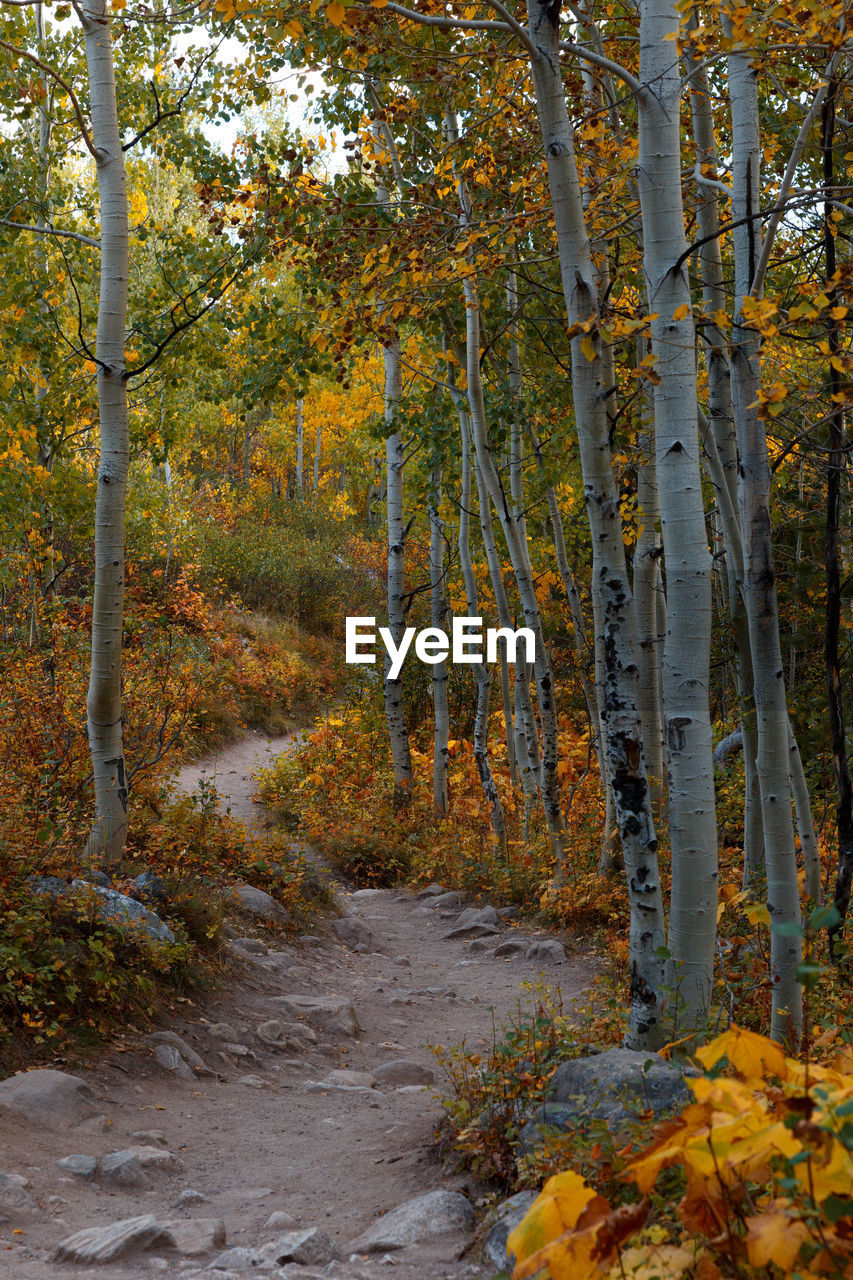 Footpath amidst trees in forest during autumn
