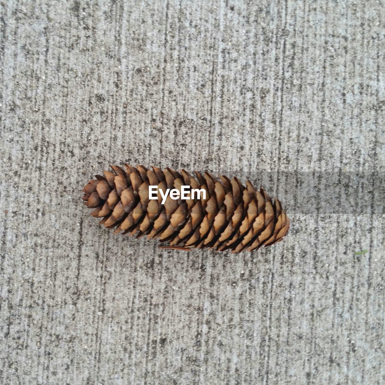 Directly above shot of pine cone on floor