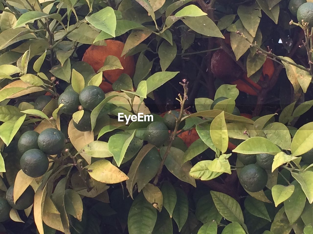 CLOSE-UP OF BERRIES GROWING ON TREE